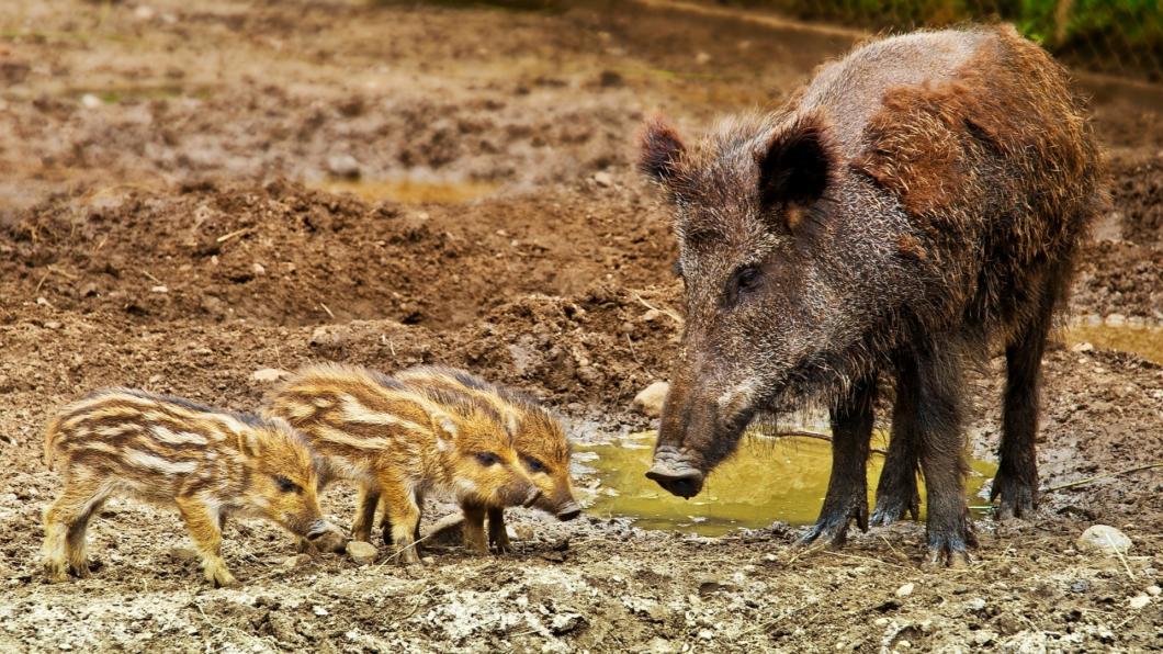 Foto van een wild zwijn, met een aantal jonkies