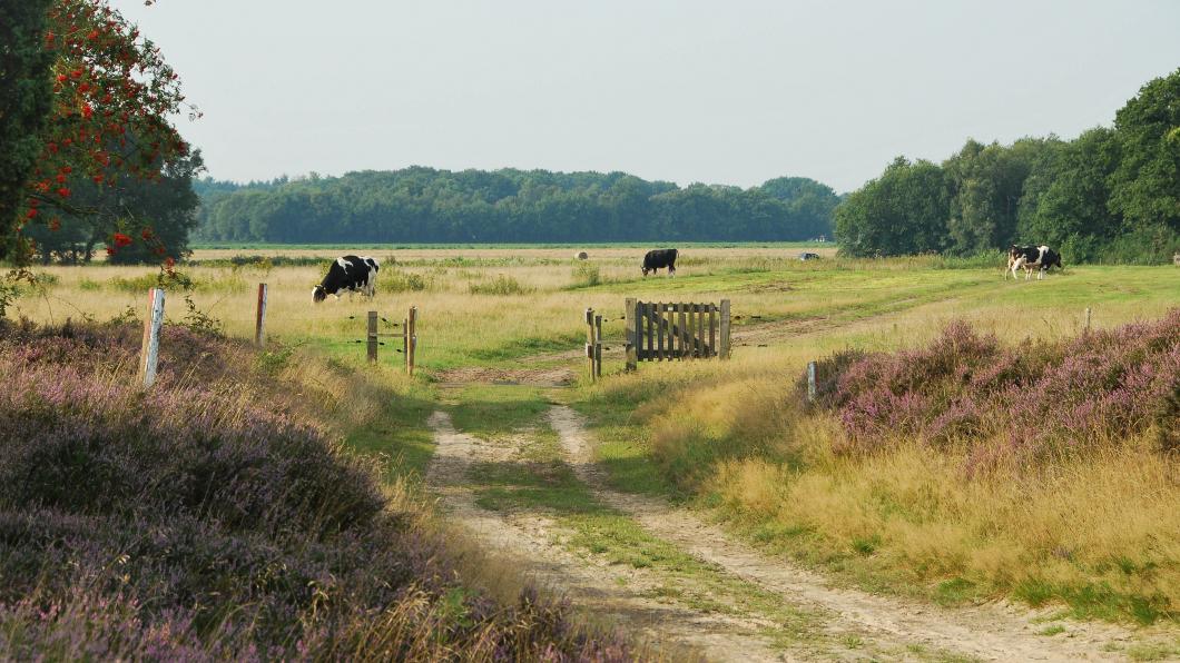 Foto van het Balloërveld. Een onverharde weg leidt naar een weide met een grazende koe.