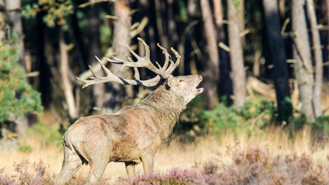 Foto van een edelhert met op de achtergrond een bos