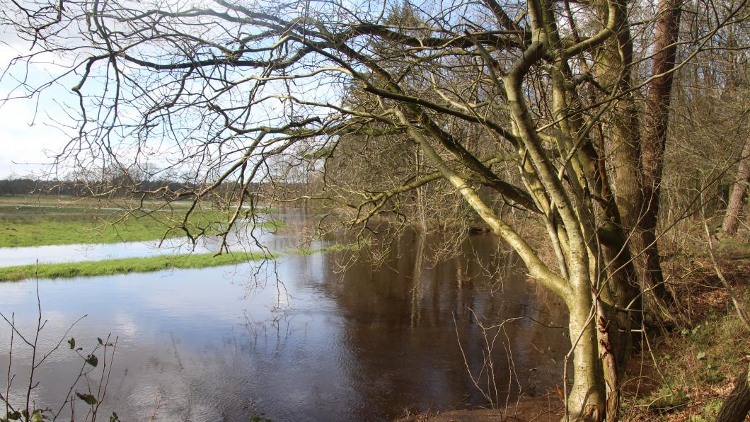 Foto van een boom, met op de achtergrond de Drentsche Aa