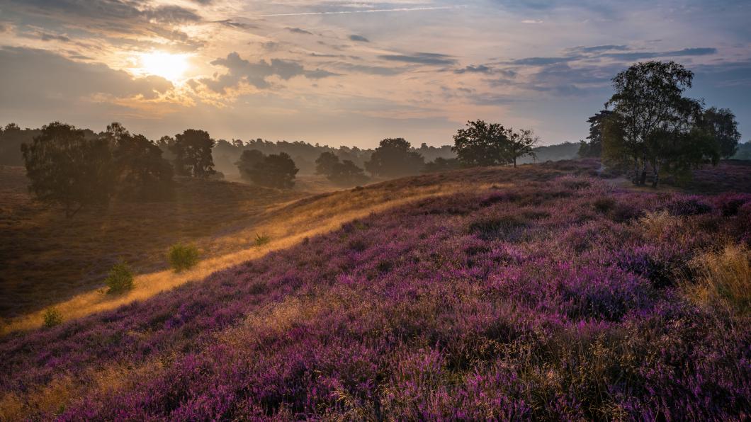 Foto van een heide, met zonsopgang