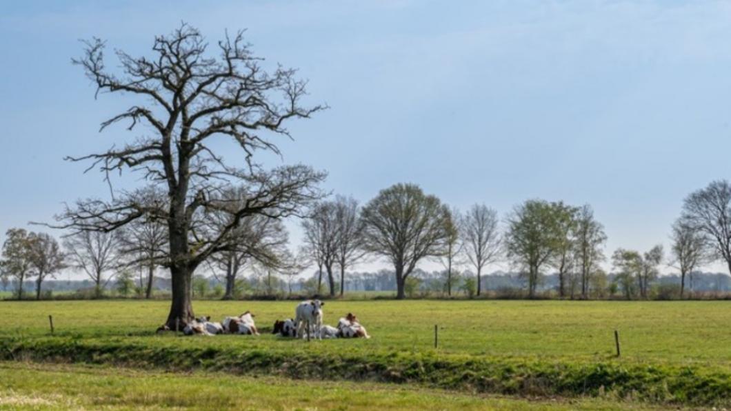 Foto van een aantal koeien in een weiland, onder een boom.
