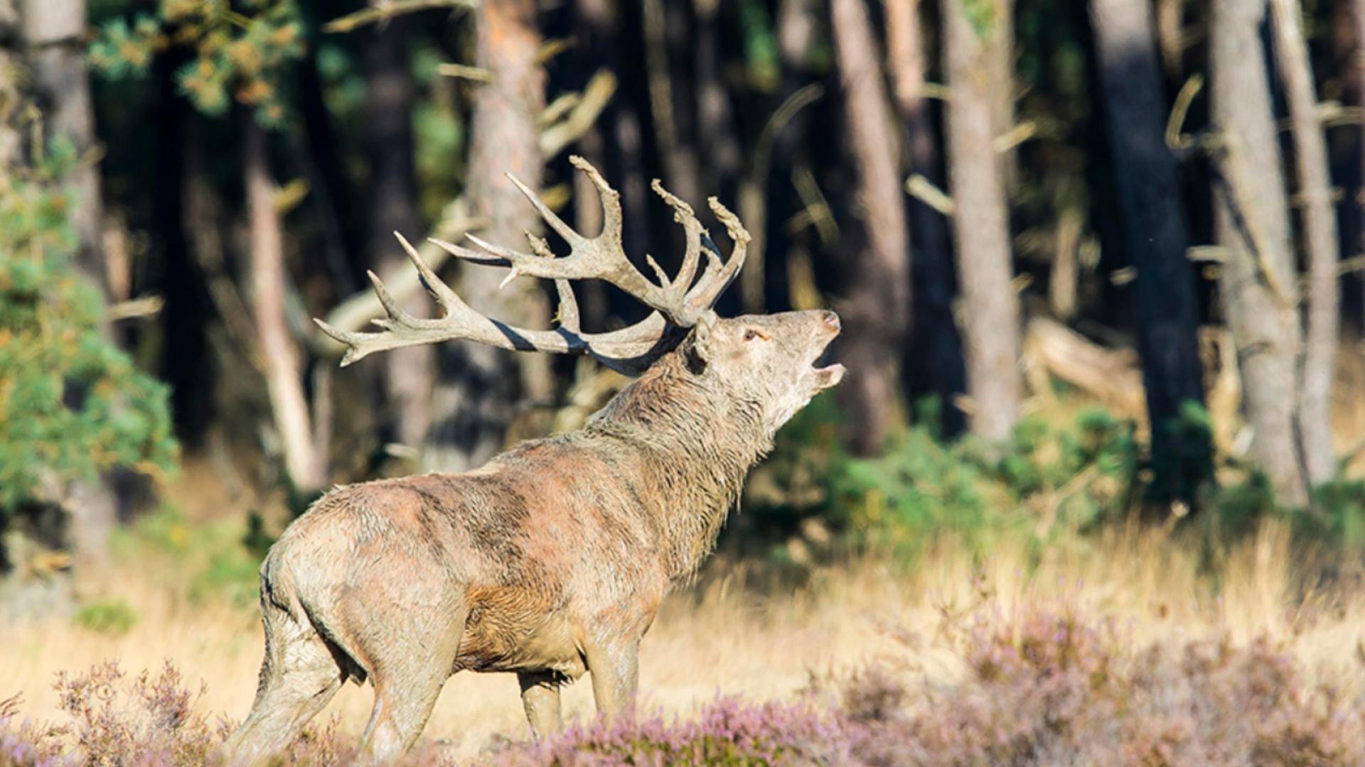 Foto van een edelhert met op de achtergrond een bos