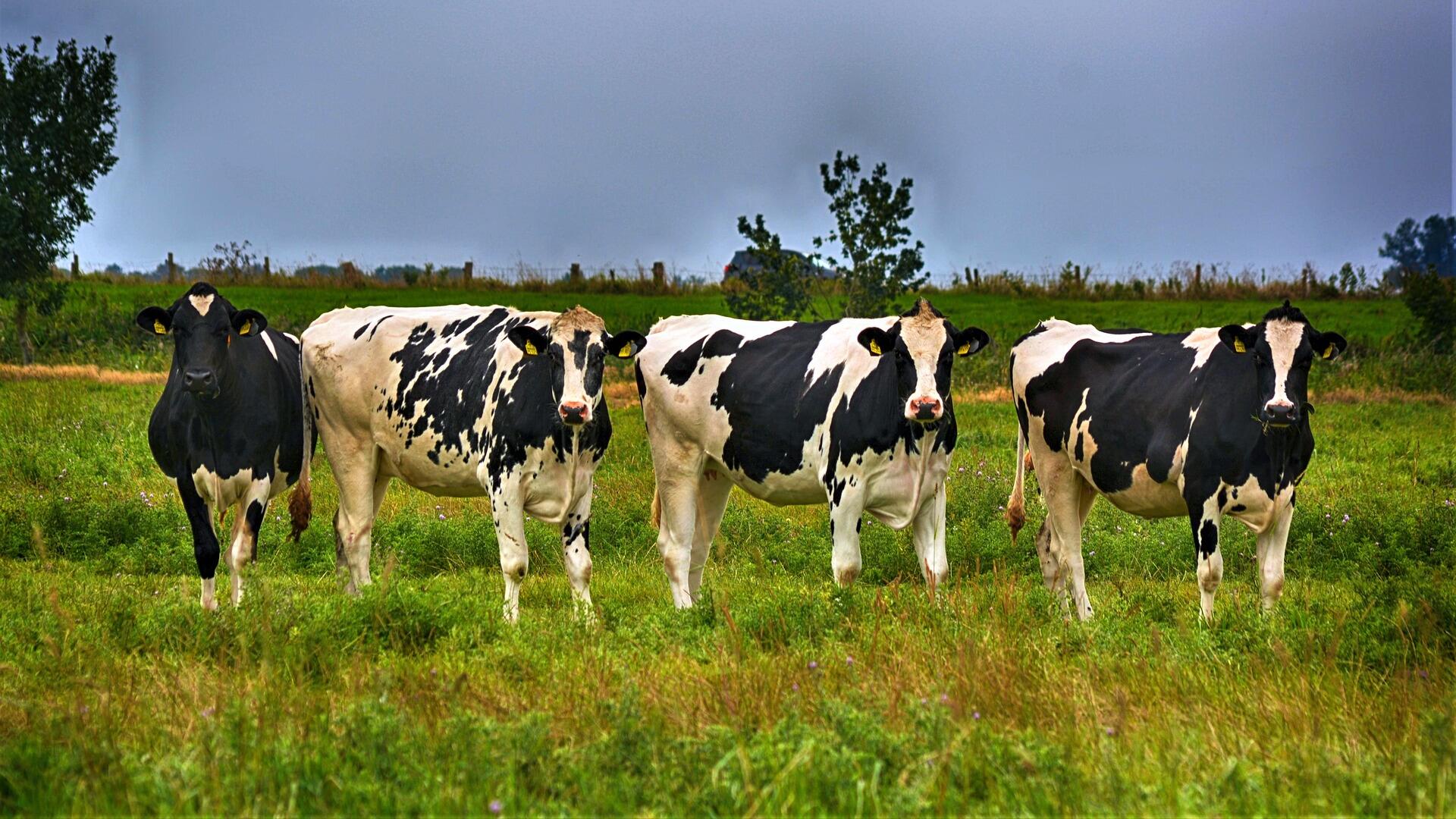 melkveehouderij