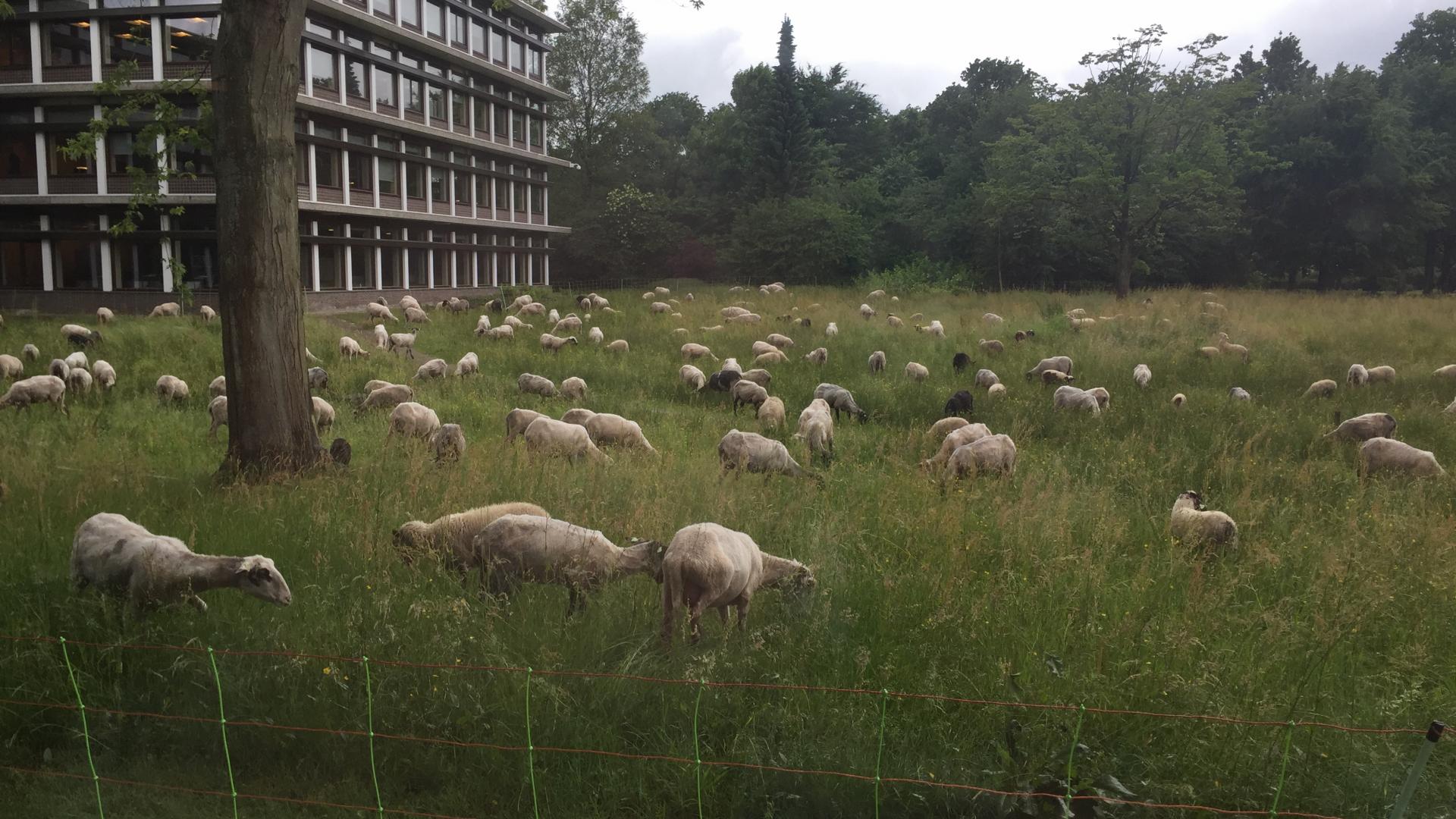 heideschaap alg besch 2017.JPG